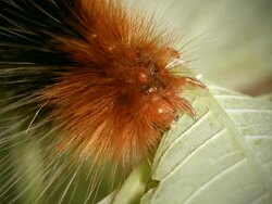 Hairy caterpillar chewing leaf Stock Footage