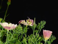 Blooming white poppies Stock Footage