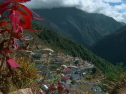 White flowers in the wind on the slopes above Namche Bazaar in Nepal. Stock Footage