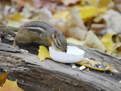 CU Eastern chipmunk (Tamius striatus) taking drink of water while gathering sunflower seeds and peanut pieces on log amidst autumn leaves / Valparaiso, Indiana, United States Stock Footage