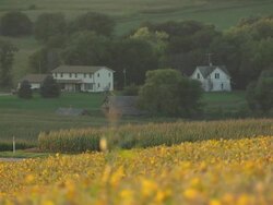 Nebraska farmhouse and fields of maize News Clip