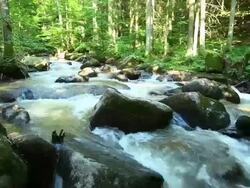 Stream in Green Forest PAN TL Stock Footage