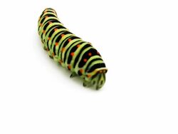 Swallowtail caterpillar isolated on white. Stock Footage