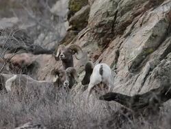 MS Shot of four bighorn rams interacting on hillside / Golden, Colorado, United States Stock Footage