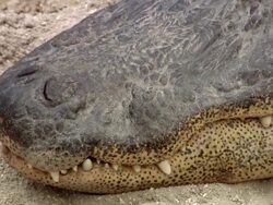 CU PAN Alligator eyes to teeth / Fort Lauderdale, Florida, United States Stock Footage