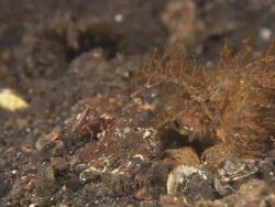 Scorpionfish, Ambon, face off, Indonesia  Stock Footage