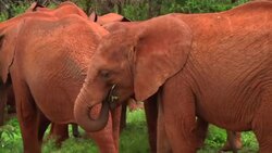Elephant conservationist Daphne Sheldrick remembered News Clip