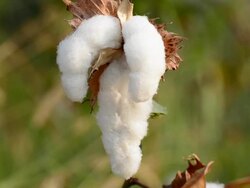 Cotton Picking Stock Footage
