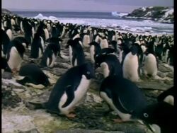 WA Adelie Penguin, Pygoscelis adeliae, on beach, view out to sea, Antarctica Stock Footage