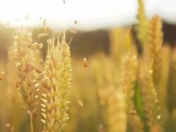 HD SUPER SLOW MO: Grains Falling Over Wheat Stems Stock Footage