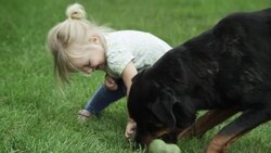 Young girl playing with rotweiler and chew toy. Stock Footage