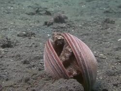 Coconut Octopus Stock Footage