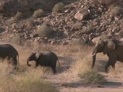 Desert Elephants (Loxodonta africana) walking in line in habitat, Ugab River Basin, Namibia: desert-dwelling population of African Bush Elephant though not distinct subspecies Stock Footage