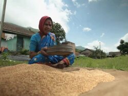 Senior woman sieving wheat, Malshej Ghat, Maharashtra, India Stock Footage