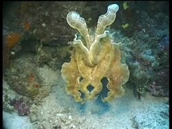 MS Broadclub Cuttlefish changes colour while swimming over reef, darts away, Sipadan, Borneo, Malaysia Stock Footage