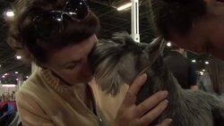 Prize wiining pooches in Budapest News Clip