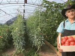 Farmer Picking Tomatoes Stock Footage