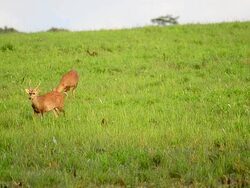 HD:Wildlife Sanctuary with Goitered Gazelle Stock Footage