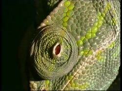 BCU Chameleon's claws on branch, tilt up to eye, Israel Stock Footage
