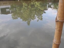 Sky and tree reflection Stock Footage