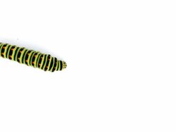 PAL: Swallowtail caterpillar Stock Footage