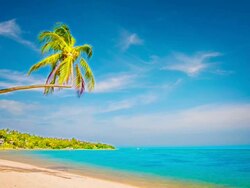 Palm tree on the beach Stock Footage