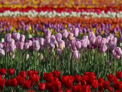 field of tulips Stock Footage