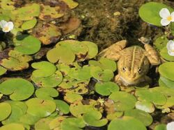 Frog in marsh Stock Footage