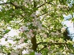 SLO MO Blooming apple tree Stock Footage