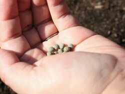 Planting Okra (HD) Stock Footage