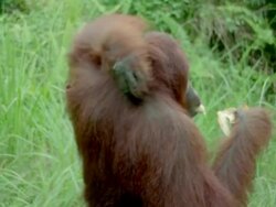 REAR VIEW to PROFILE orangutan scratching back + eating banana / baby hanging on its neck + kissing Stock Footage