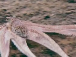 Brown mimic (Octopus sp.), a long-armed octopus. Filmed in the Lembeh Strait, Sulawesi, Indonesia Stock Footage