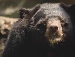 Bears Buffalo. Stock Footage