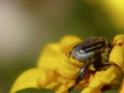 MS Shot of of Two large barred monkey beetles mating in daisy center / Namaqualand, Northern Cape, South Africa Stock Footage
