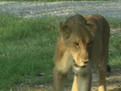 Pull Back Shot Lion Safari World Bangkok Thailand Stock Footage