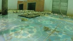 More frog in house Stock Footage