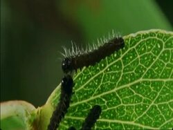 CU Caterpillars crawling on leaf, Botswana, Africa Stock Footage