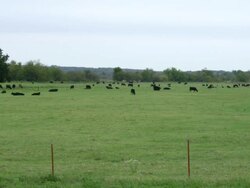 WS Shot of black cows grazing and sitting at large field / Stroud, Oklahoma, United States Stock Footage