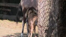 CLEAN : Birth of an oryx gazelle in a zoo in Mexic News Clip