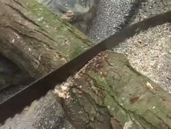 Sawing A Log Stock Footage