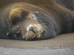 Sea Lion relaxing on floating dock Stock Footage