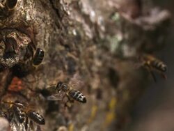 MS SLO MO Shot of European Honey Bee, apis mellifera, adults in flight / Calvados, Normandy, France Stock Footage