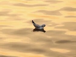 Seagull Stock Footage