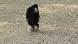 gibbon Stock Footage