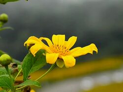 Yellow Sunflowers in Spring Season Stock Footage
