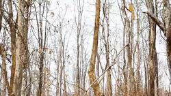 Dried Forest on the mountain Stock Footage