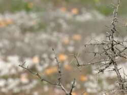 MS R/F Shot of Small white flowers and scattering of Namaqualand daisies growing in sandy broken veld / Namaqualand, Northern Cape, South Africa Stock Footage