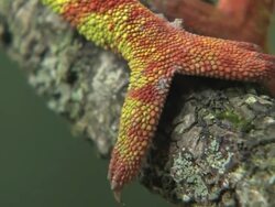 CU TS Shot of Panther Chameleon foot slowly edging forward and gripping branch at South Western area of Madagascar / Madagascar Stock Footage