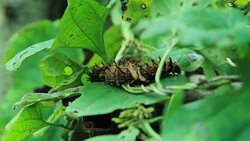 silkworms with leaves on the woven basket Stock Footage