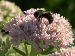 Bee on pink flower Stock Footage